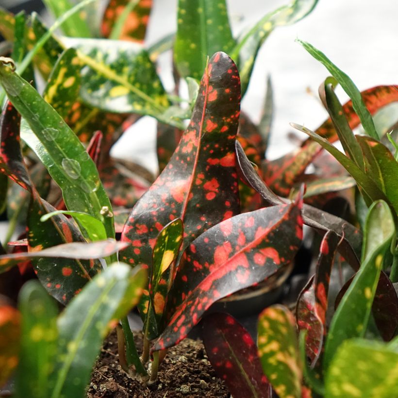 Croton Red Batik - Codiaeum  (Feuillage)