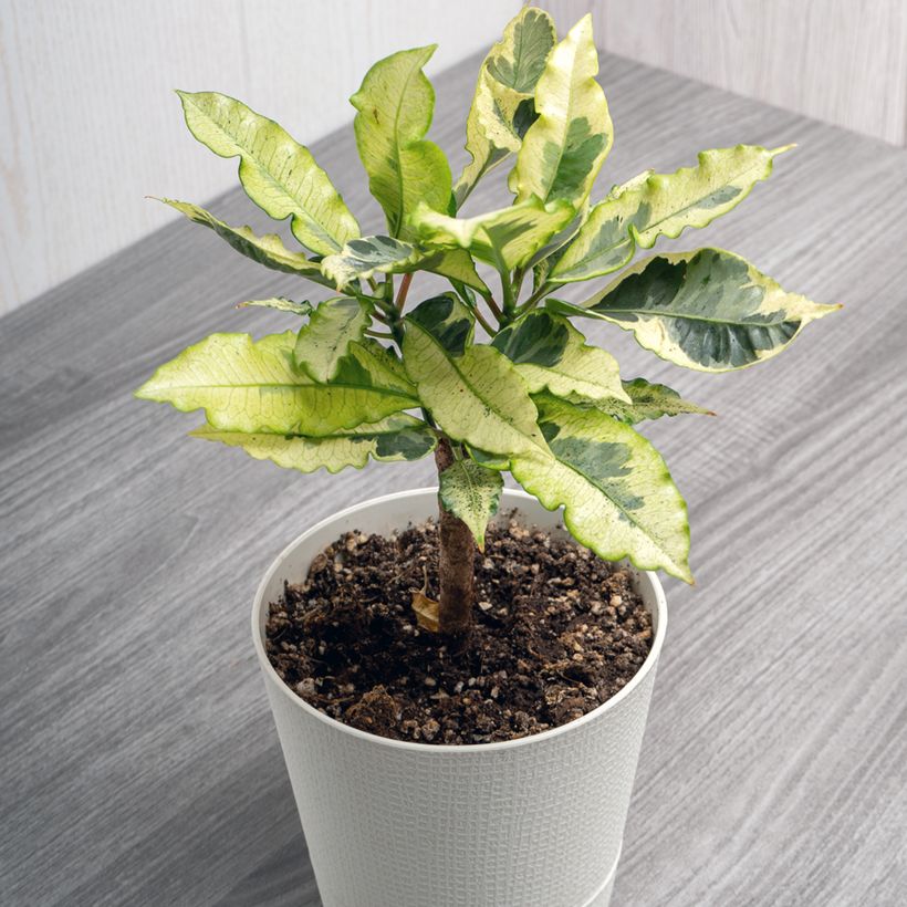 Croton Tamara - Codiaeum arbustif (Port)