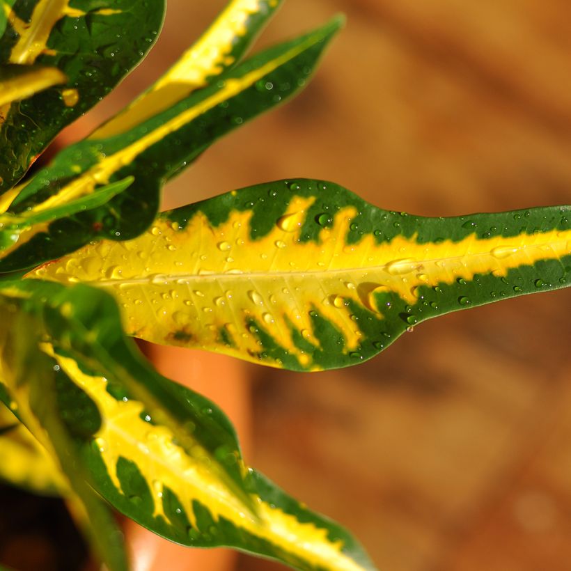 Croton Moar Yellow - Codiaeum (Feuillage)
