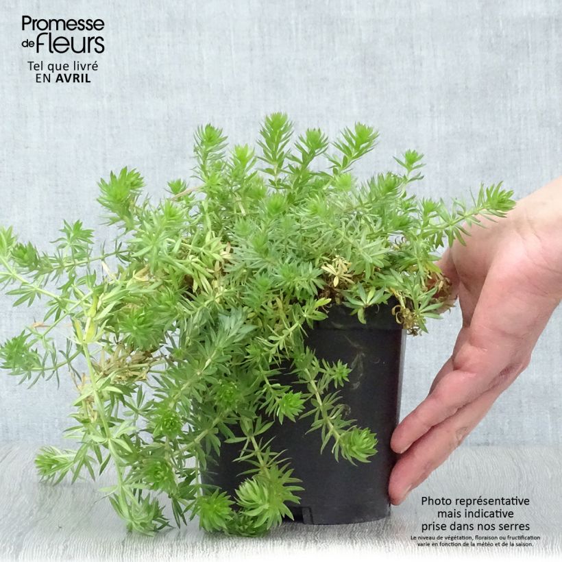 Spécimen de Crucianelle - Phuopsis stylosa Pot de 2L/3L tel que livré au printemps