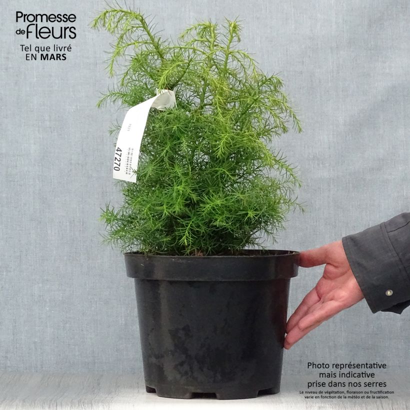 Spécimen de Cryptomeria japonica Elegans Viridis Pot de 7,5L/10L tel que livré au printemps