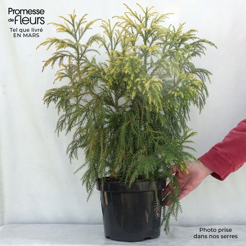 Spécimen de Cryptomeria japonica Sekkan Sugi Pot de 7,5L/10L tel que livré au printemps