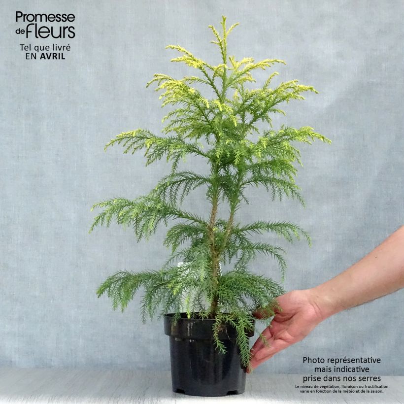 Spécimen de Cryptomeria japonica Sekkan Sugi Pot de 2L/3L tel que livré au printemps