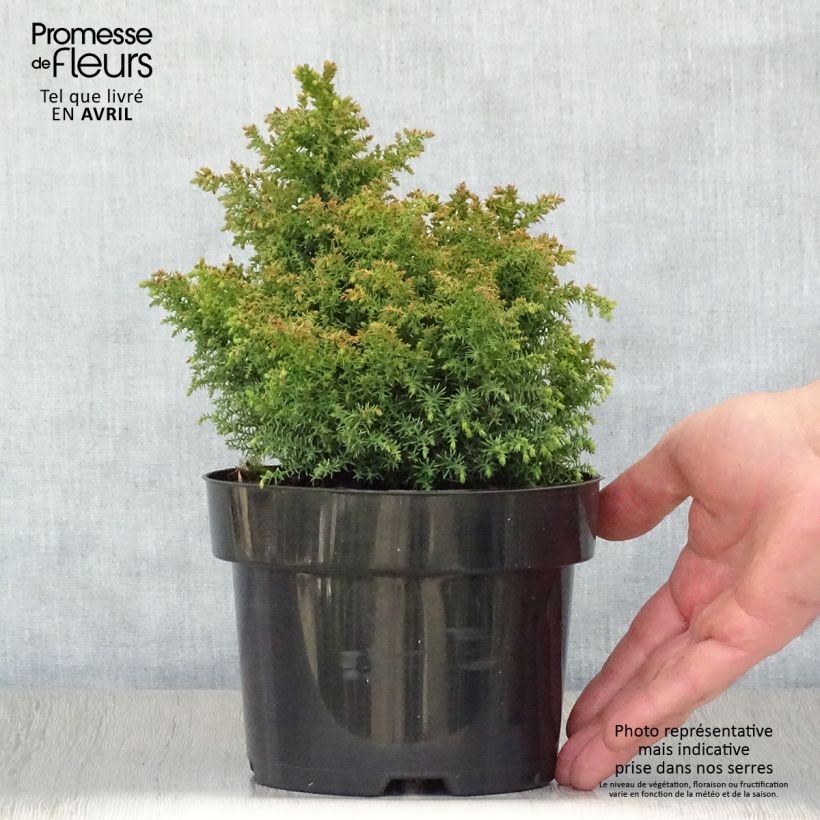 Spécimen de Cryptomeria japonica Twinkle Toes Pot de 2L/3L tel que livré au printemps