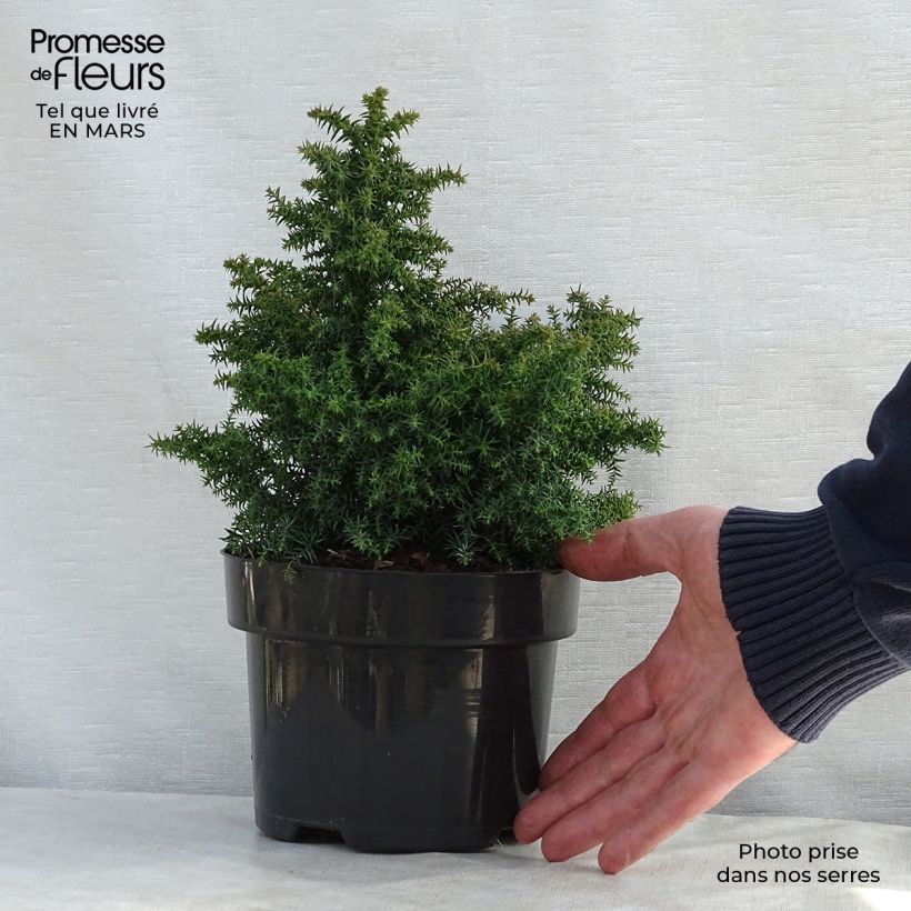 Spécimen de Cryptomeria japonica Yokohama Pot de 2L/3L tel que livré au printemps
