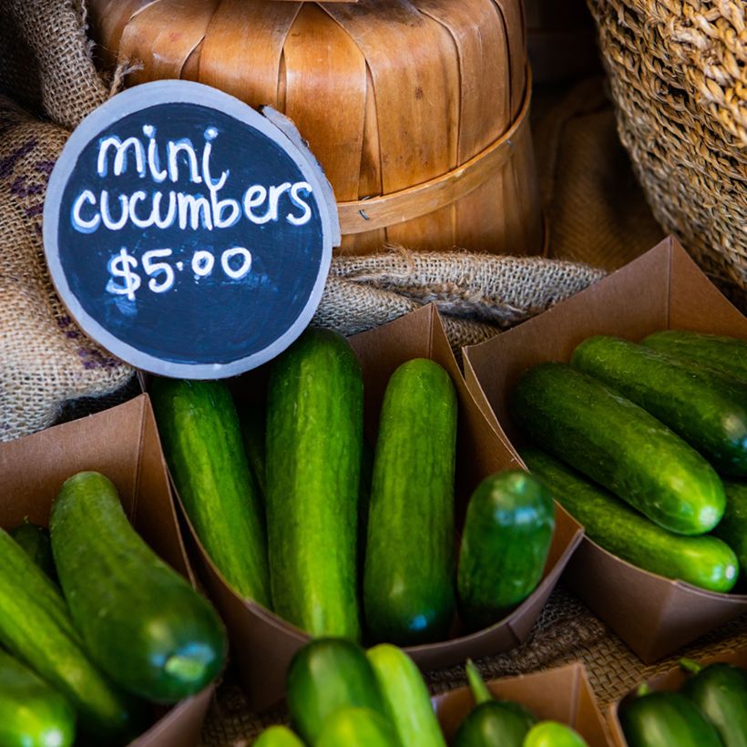 Concombre Rocky (mini) F1 en plants (Récolte)