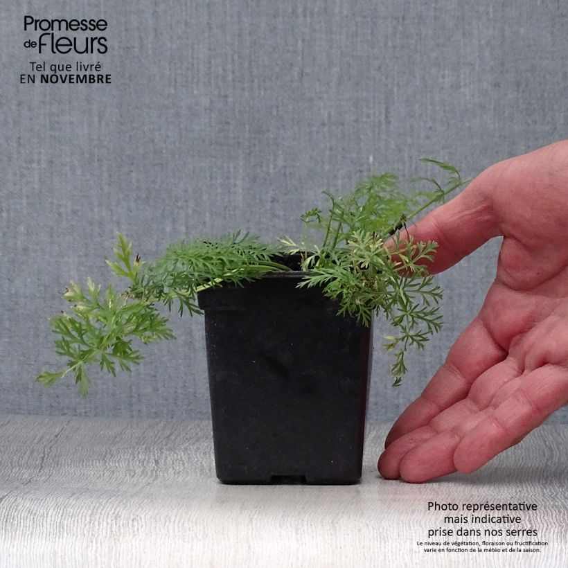 Spécimen de Cumin des prés ou Carvi BIO Godet de 8/9 cm tel que livré en automne
