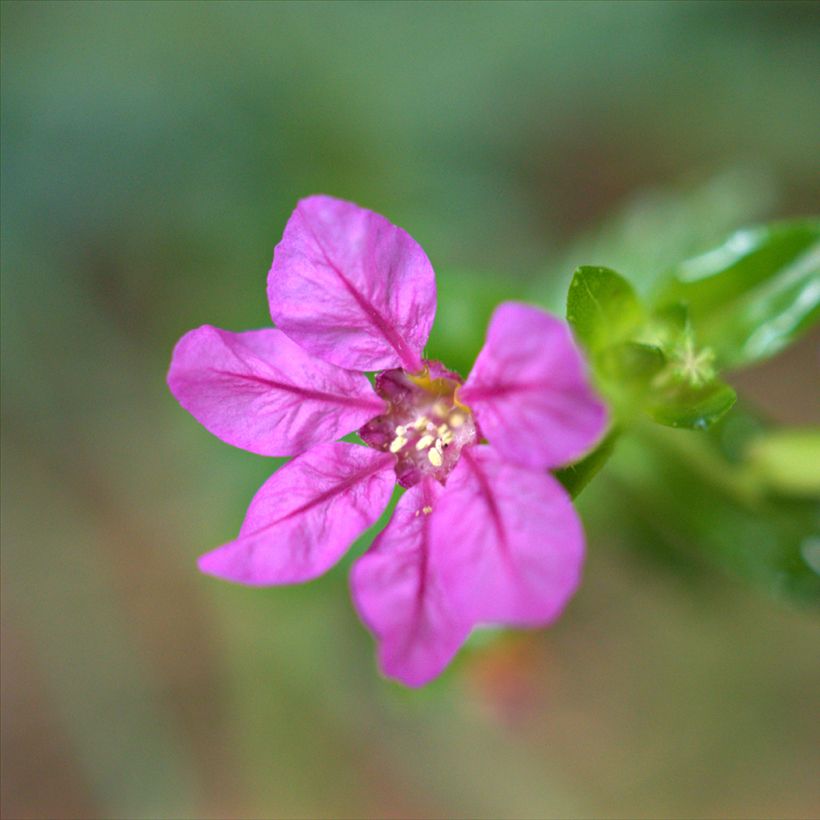 Cuphea hyssopifolia Purple - Fausse bruyère, Etoile du Mexique (Floraison)