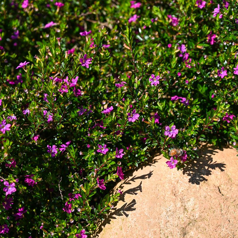 Cuphea hyssopifolia Purple - Fausse bruyère, Etoile du Mexique (Port)