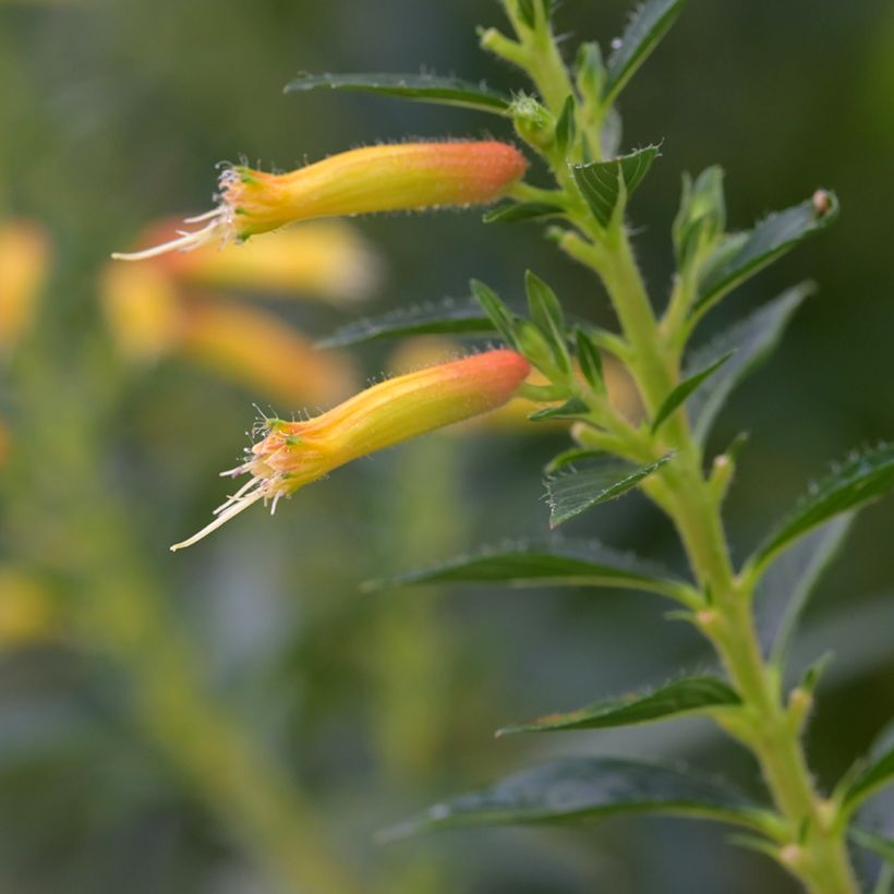 Cuphea micropetala - Plante cigarette (Floraison)