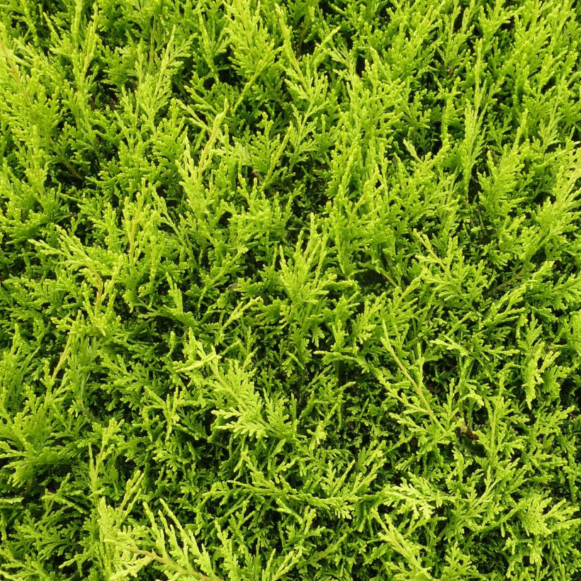 Cupressocyparis Castlewellan Gold - Cyprès de Leyland (Feuillage)