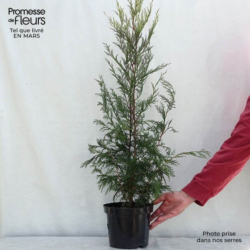 Example of Cupressocyparis Leylandii 2001 - Cyprès de Leyland Pot de 4L/5L as you get in printemps