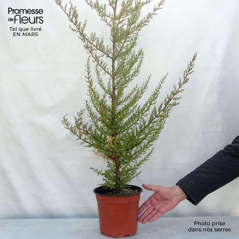 Example of Cupressus macrocarpa - Cyprès de Lambert  Pot de 2L/3L as you get in printemps