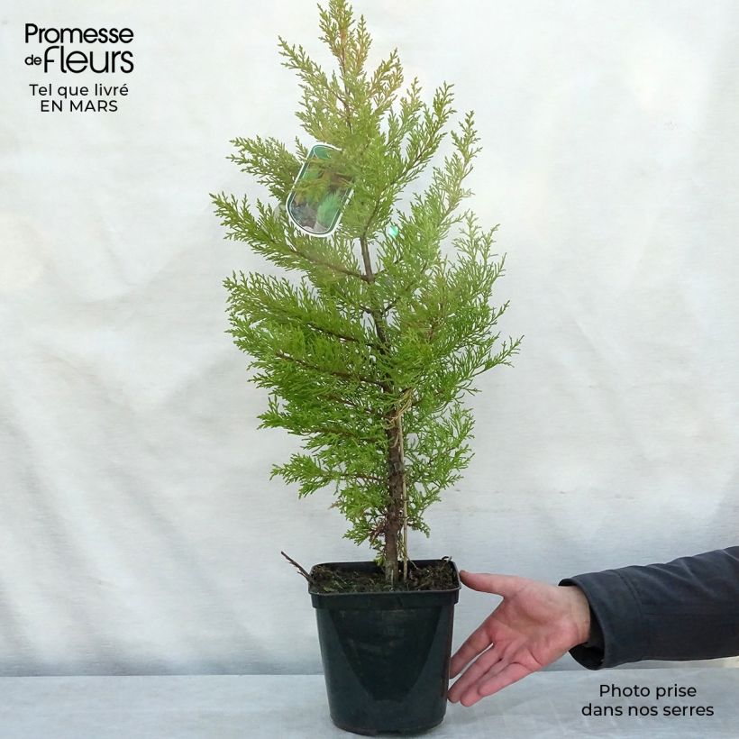 Spécimen de Cupressus macrocarpa Goldcrest - Cyprès de Lambert Pot de 4L/5L tel que livré au printemps
