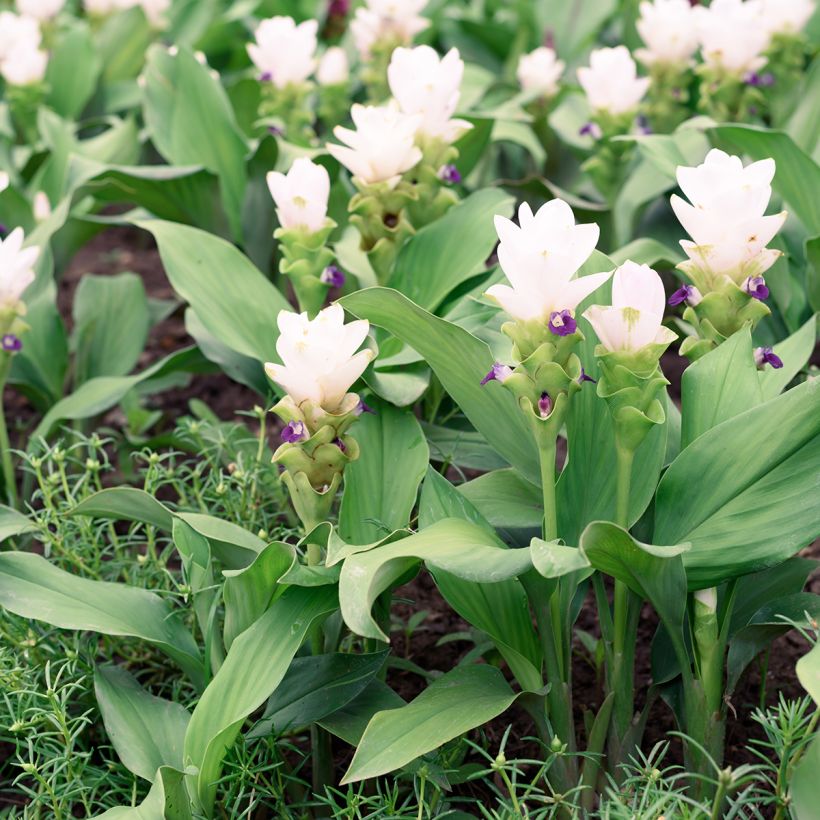 Curcuma alismatifolia White - Tulipe du Siam (Plant habit)