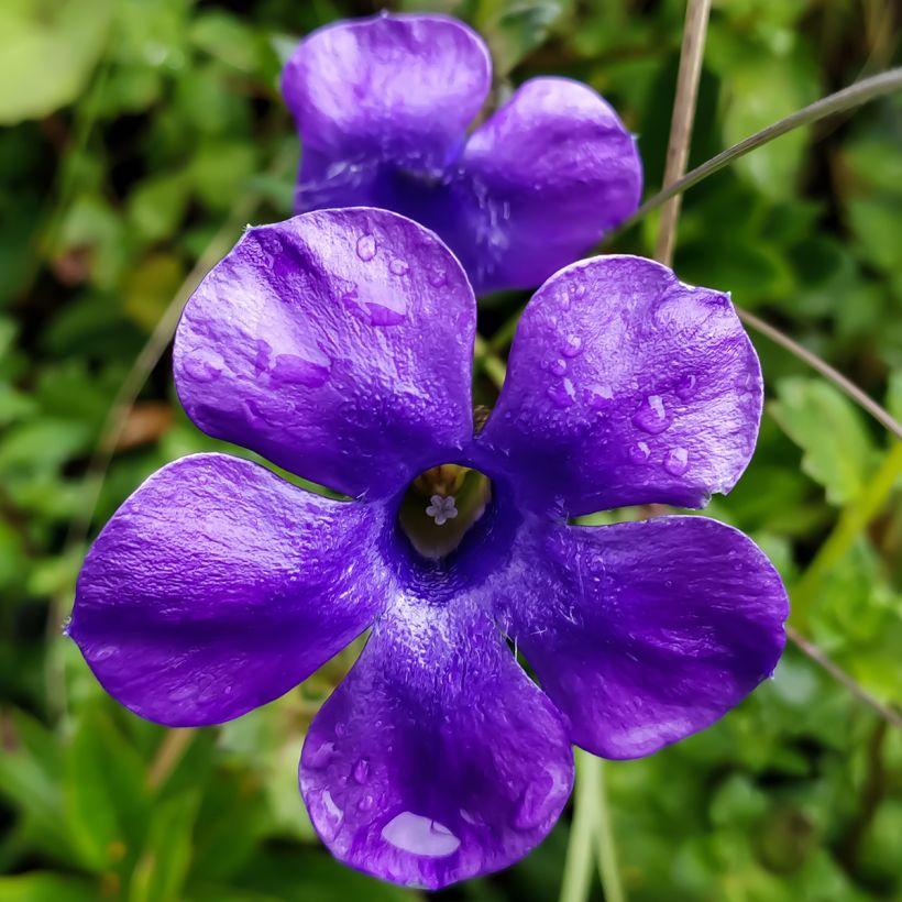 Cyananthus lobatus Giant Form (Floraison)