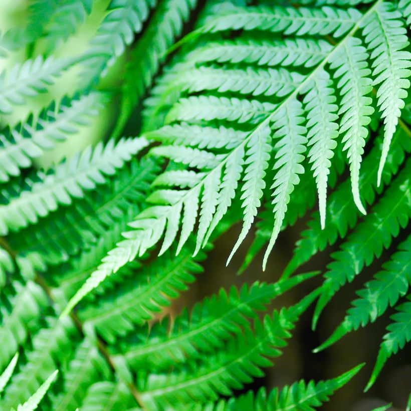Cyathea brownii - Fougère arborescente (Foliage)