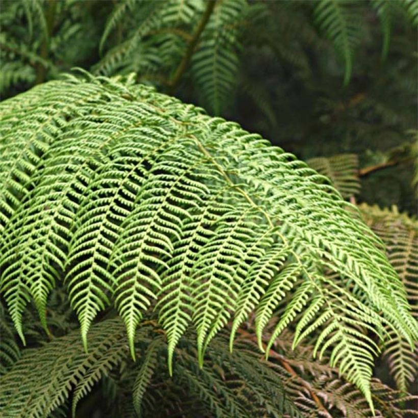 Cyathea cooperi - Fougère arborescente (Foliage)