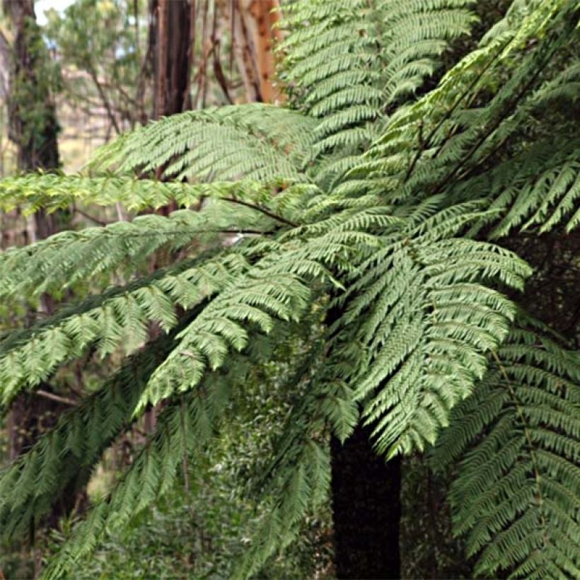 Cyathea cooperi - Fougère arborescente (Plant habit)