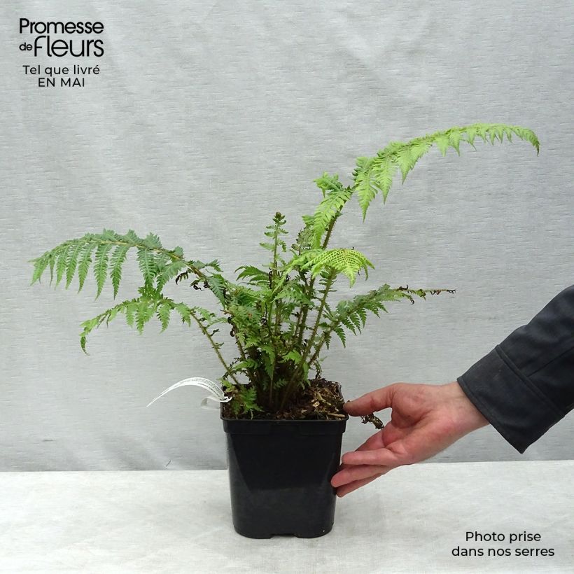 Example of Cyathea cooperi - Fougère arborescente Pot de 2L/3L as you get in printemps