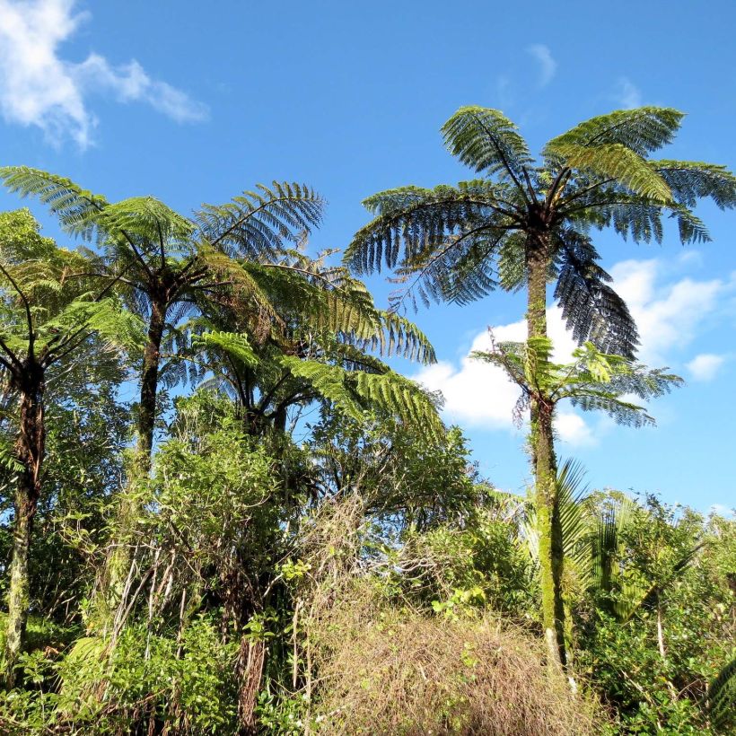 Cyathea medullaris - Fougère arborescente (Plant habit)