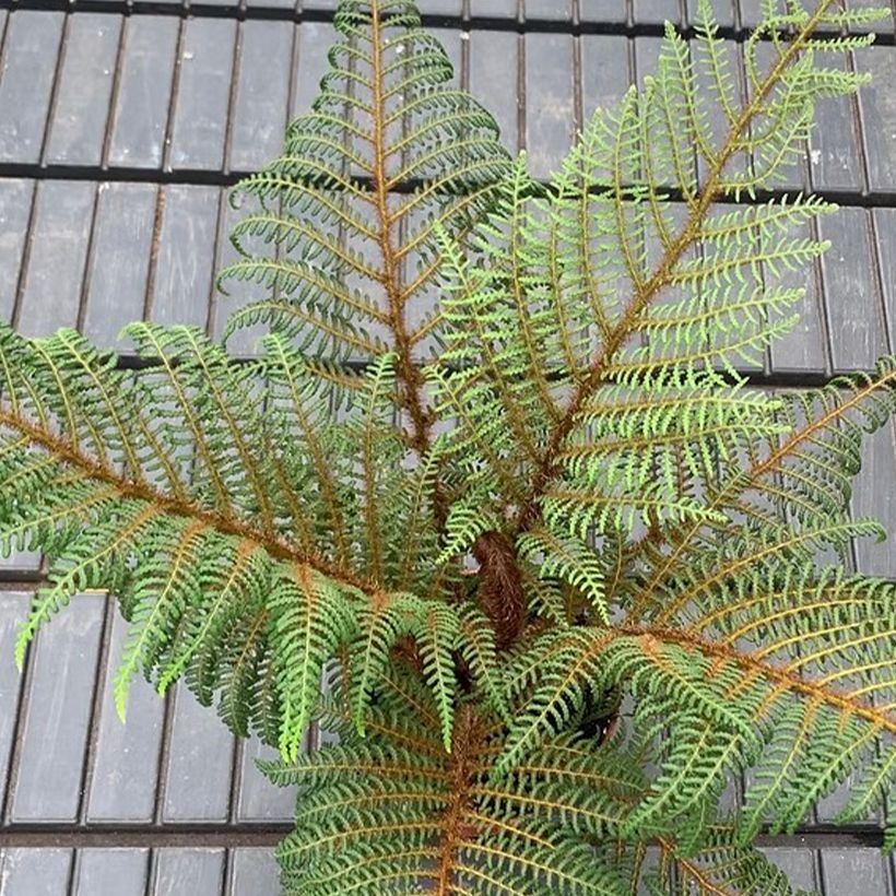 Cyathea tomentosissima - Fougère arborescente (Foliage)