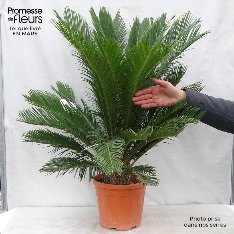 Example of Cycas revoluta - Cycas du Japon Pot de 4L/5L, Stipe de 5 cm as you get in printemps
