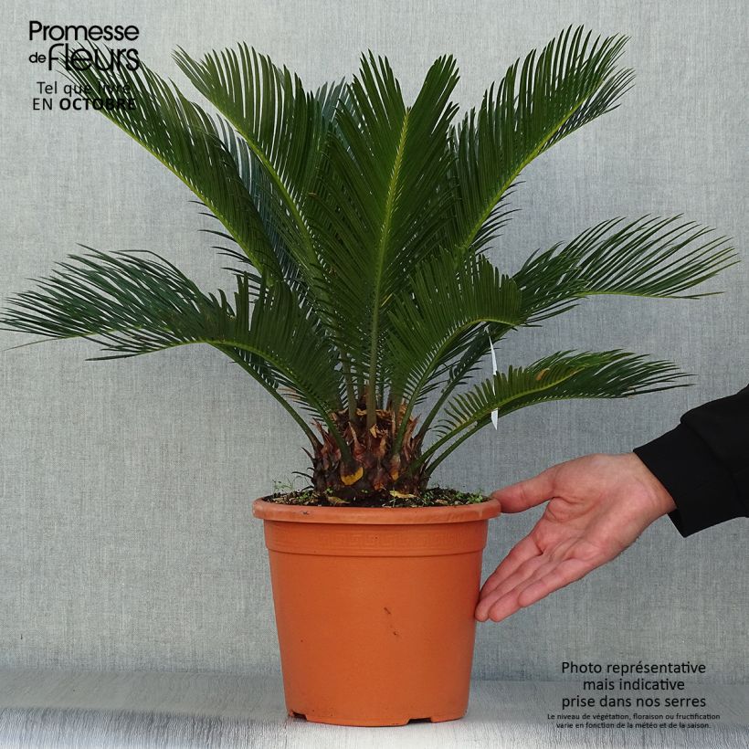 Spécimen de Cycas revoluta - Cycas du Japon Pot de 4L/5L, Stipe de 5 cm tel que livré en automne
