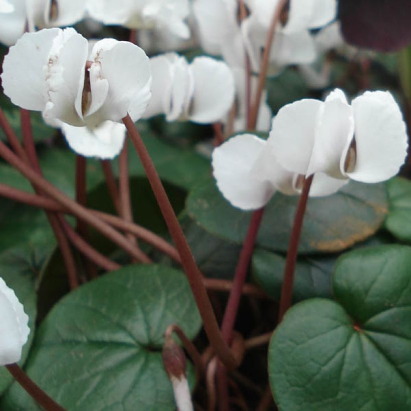 Cyclamen coum Blanc (Foliage)
