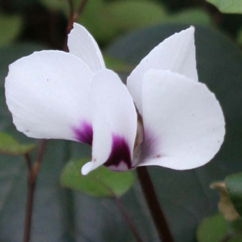 Cyclamen coum Blanc (Flowering)