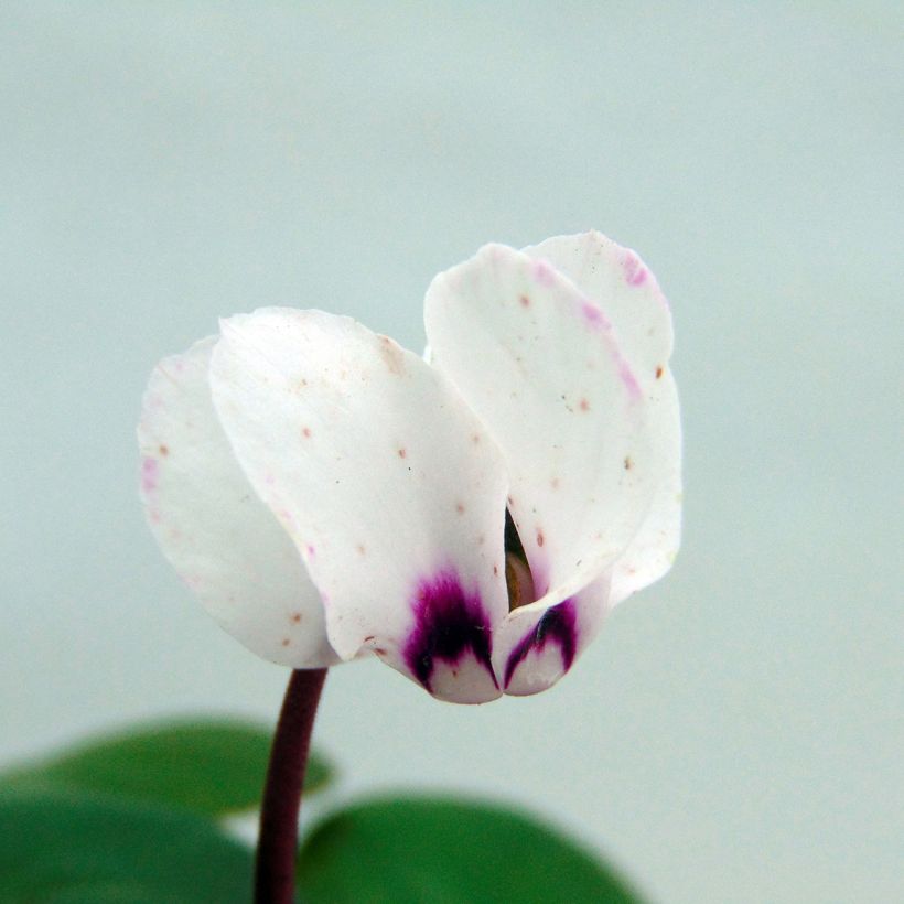 Cyclamen coum Blanc (Flowering)