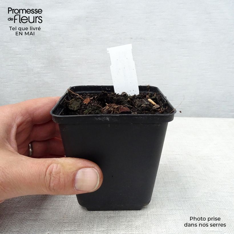 Example of Cyclamen coum Blanc Godet de 8/9 cm as you get in printemps