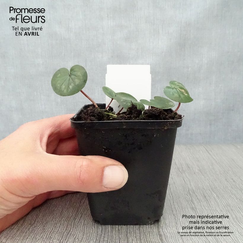 Spécimen de Cyclamen coum Rose en godet Godet de 8/9 cm tel que livré au printemps