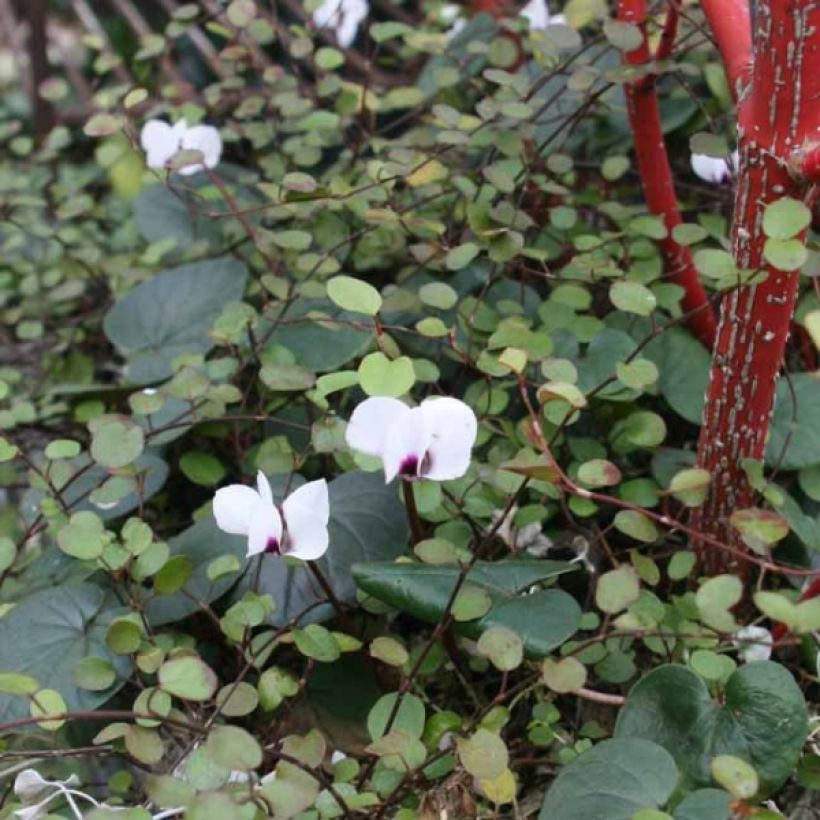 Cyclamen coum Blanc (Plant habit)