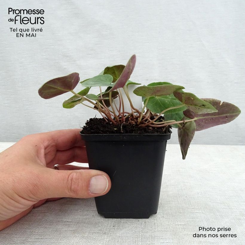 Spécimen de Cyclamen de Naples blanc Godet de 7/8 cm tel que livré au printemps