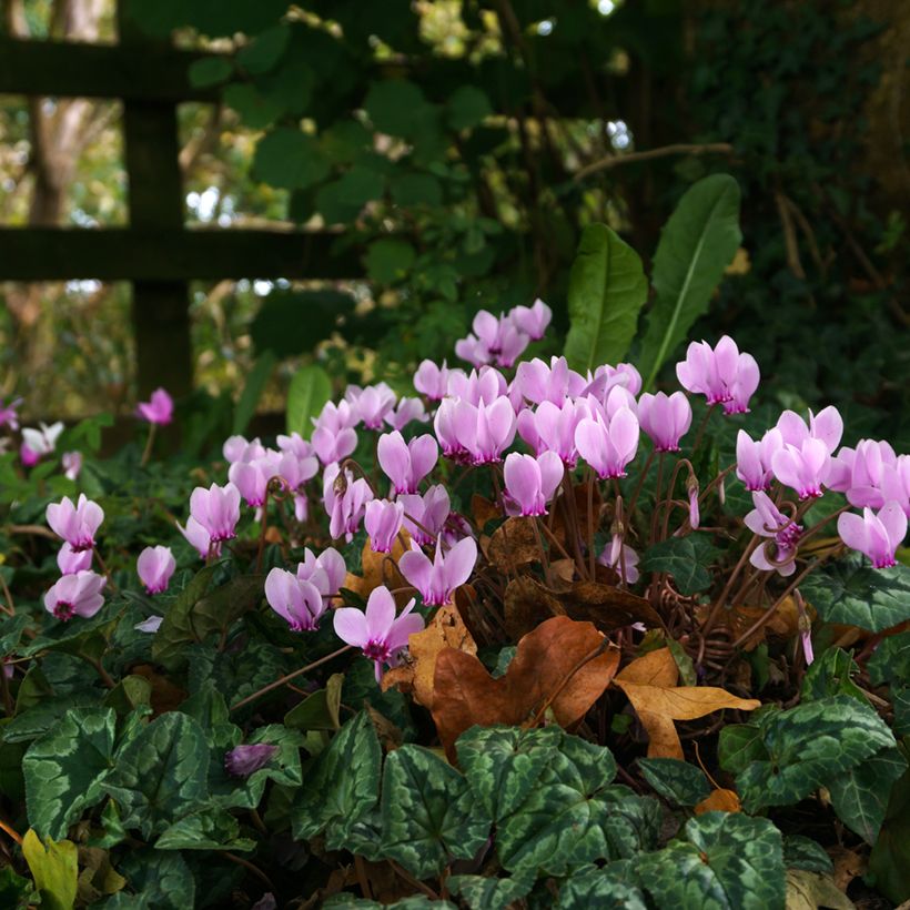 Cyclamen de Naples rose (Plant habit)