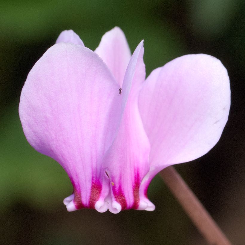 Cyclamen de Naples rose (Flowering)