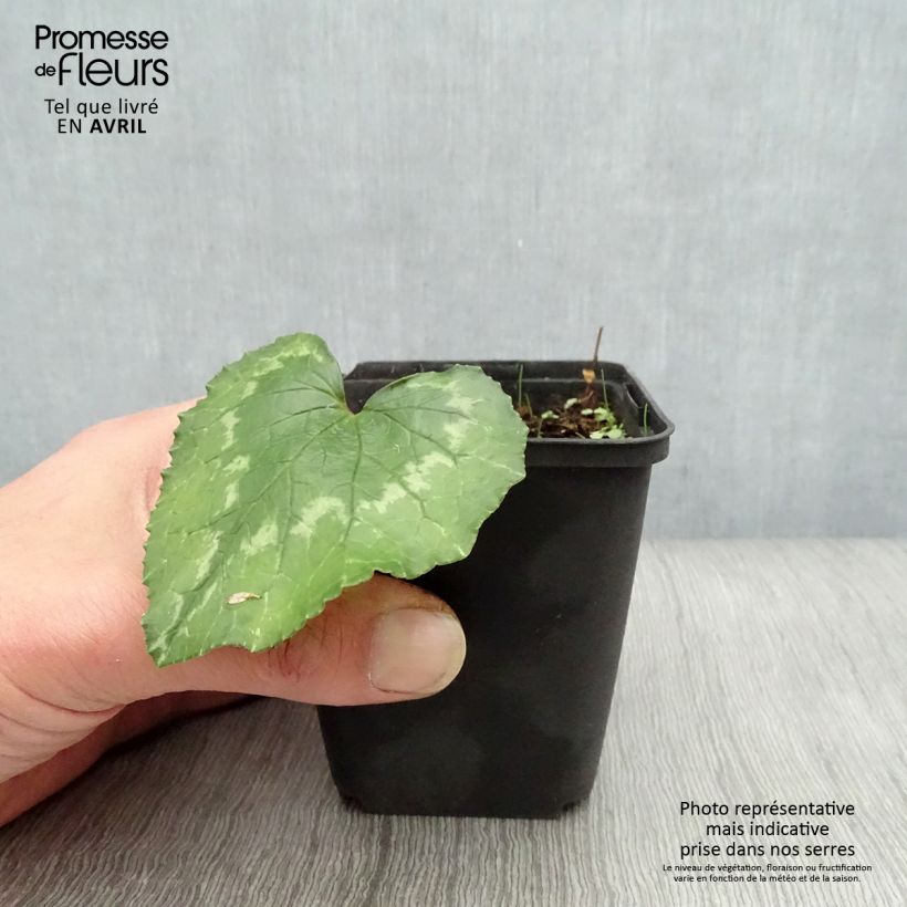 Example of Cyclamen de Naples rose godet as you get in printemps