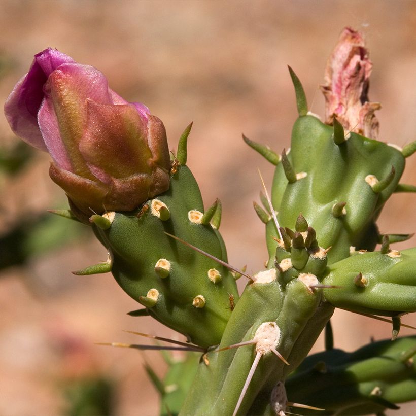 Cylindropuntia kleiniae - Opuntia ou oponce (Floraison)