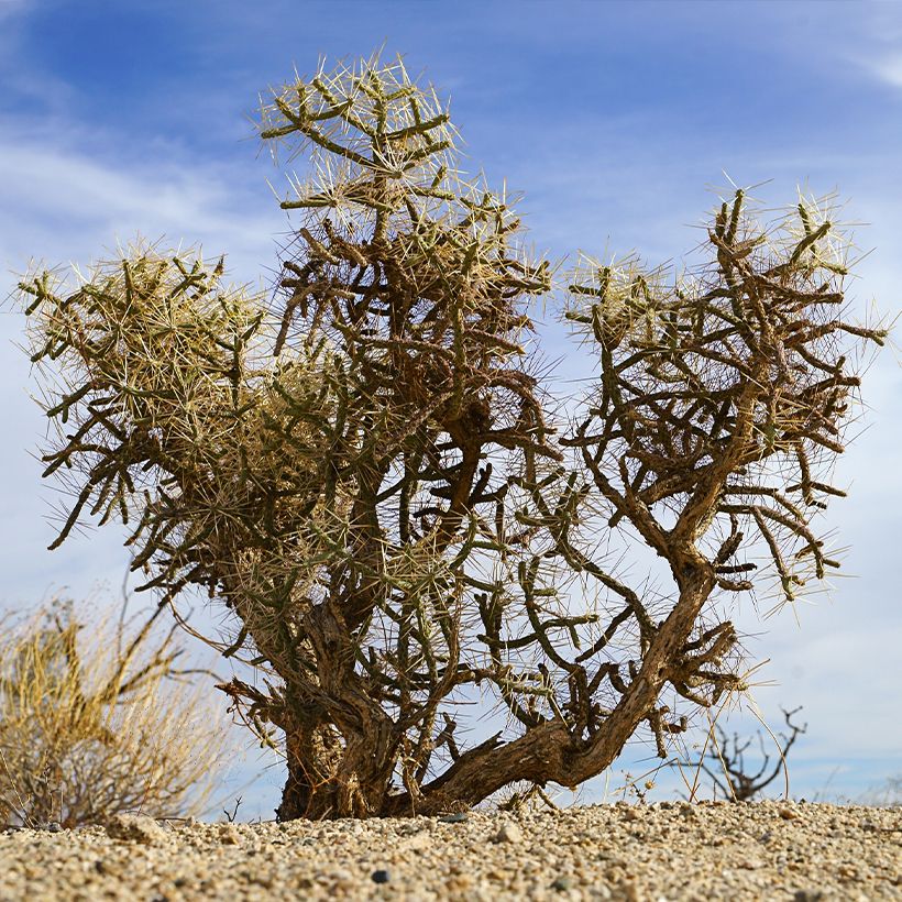 Cylindropuntia kleiniae - Opuntia ou oponce (Port)