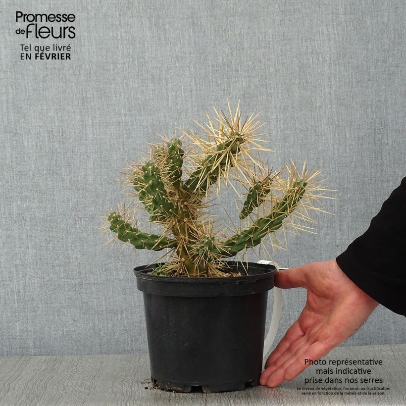 Spécimen de Cylindropuntia tunicata - Cholla Pot de 4L/5L tel que livré en hiver