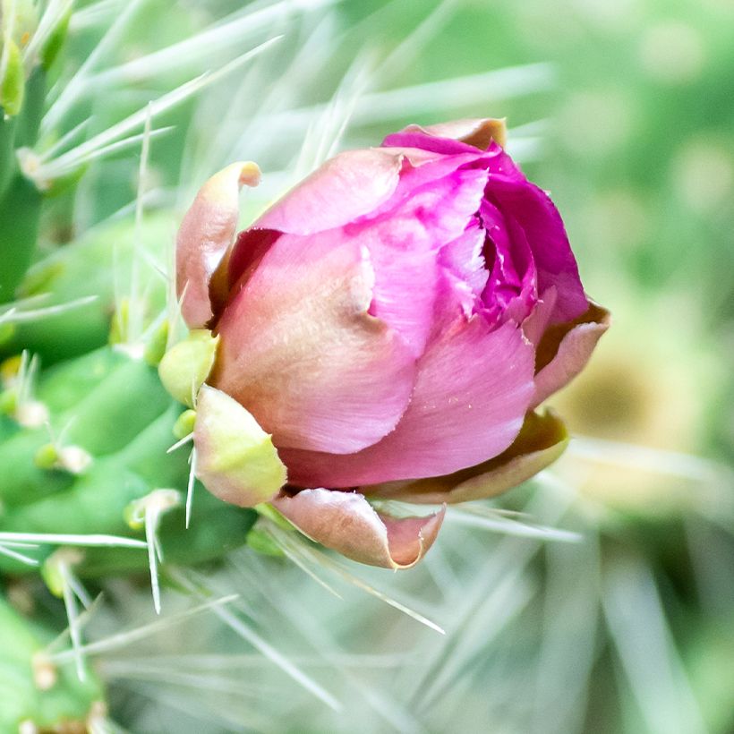 Cylindropuntia tunicata - Cholla (Floraison)