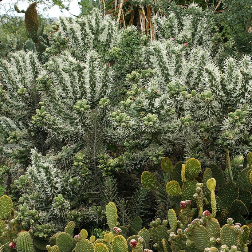Cylindropuntia tunicata - Cholla (Port)