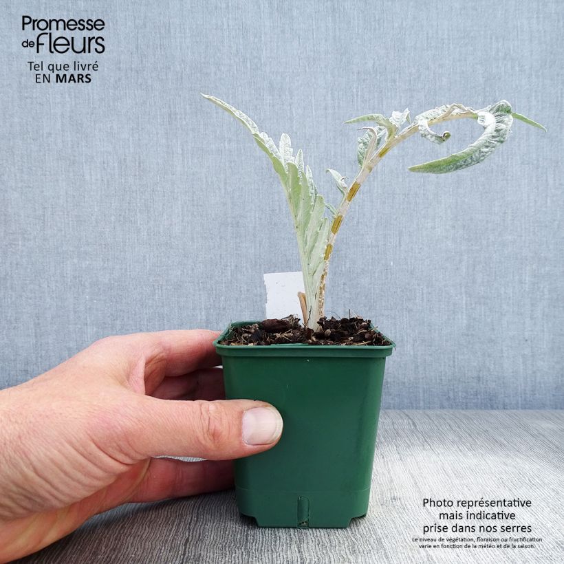 Example of Cynara cardunculus - Cardon Godet de 8/9 cm as you get in printemps