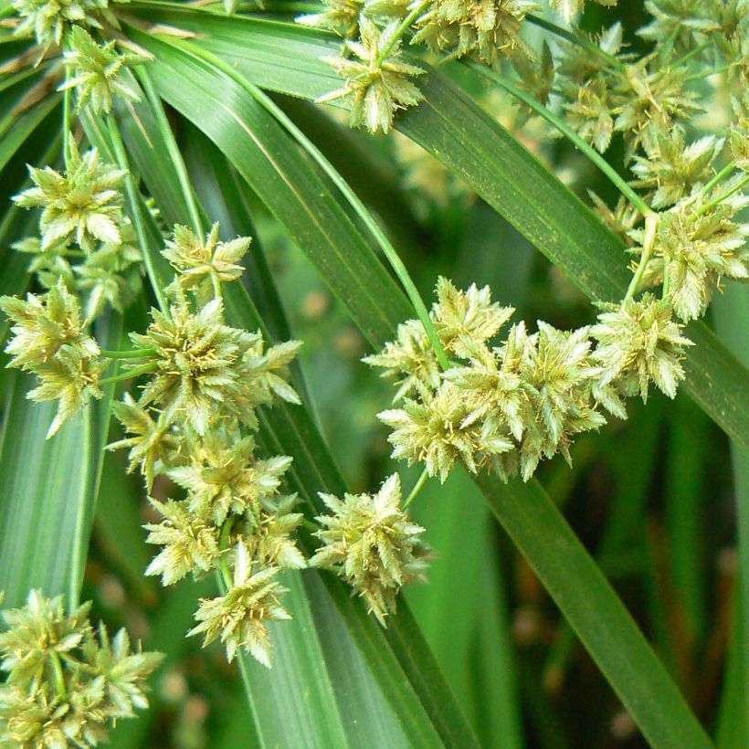 Cyperus alternifolius - Papyrus (Flowering)