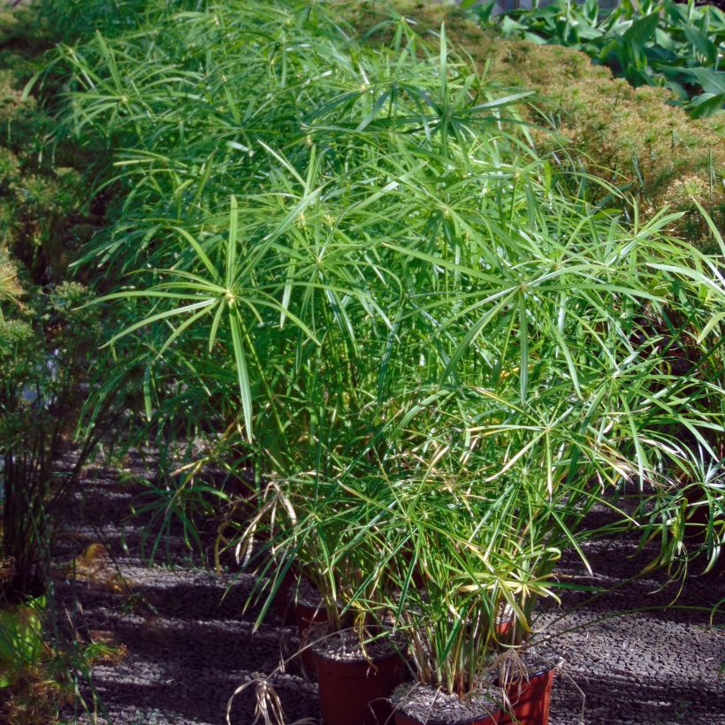 Cyperus alternifolius - Papyrus (Plant habit)