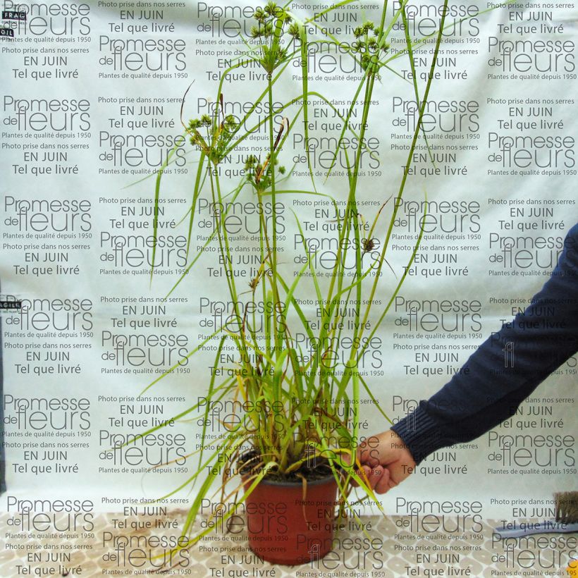 Exemple de spécimen de Cyperus glaber Pot de 4L/5L tel que livré