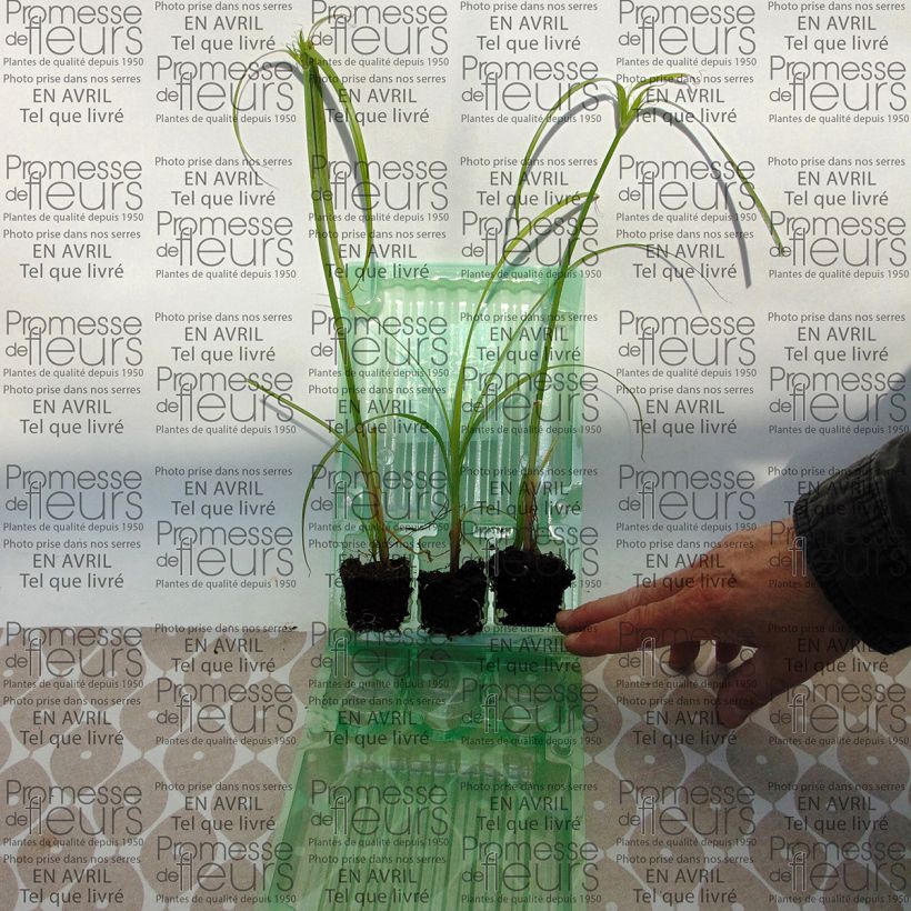 Example of Cyperus papyrus Akhenaton Mini-motte Ø 3/4 cm, Plant vert de 5 à 10 cm de haut as you get