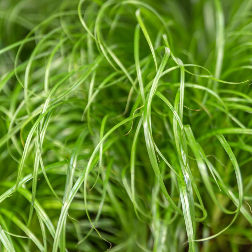 Graines de Papyrus des fleuristes - Cyperus alternifolius (Feuillage)
