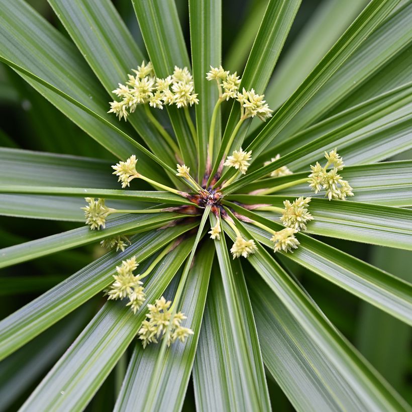 Graines de Papyrus des fleuristes - Cyperus alternifolius (Floraison)